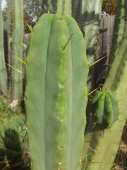 T bridgesii 'Ben'