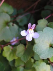 Mystery plant, again