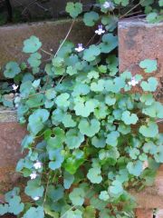 More information about "Mystery plant"
