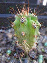 More information about "T dogesii"