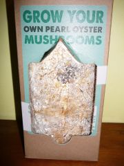 Pearl Oysters (Day 4)