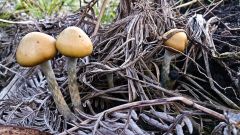 Psilocybe subaeruginosa