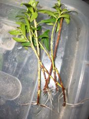 Heimia myrtifolia cuttings