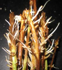 Heimia salicifolia cuttings