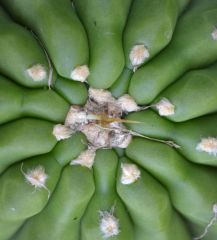 Tersheckii birds eye view