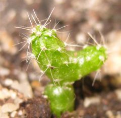 Dichotomous puquiensis x PC pach