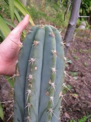 a hand and a nice blue cactus