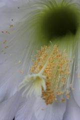 T.thelogonus closeup