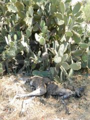 roadkill opuntia