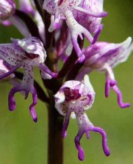 facebox find Orchis italica - Naked Man Orchid