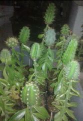 mixed box of Tricho seedlings 4sale