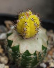 uses for globular echinopsis as emergency graftstock