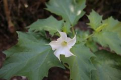 Datura stramonium