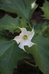 Datura stramonium