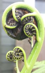 wet xmas fern frond unfurling