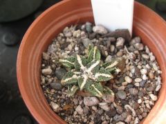 Ariocarpus kotschoubeyanus v. elephantidens (10 years from seed)