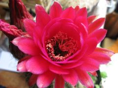 Trichocereus 'Stan Benbow'