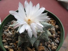 Ariocarpus restus in flower