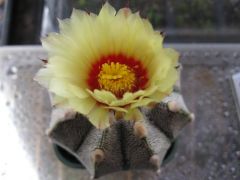 Astrophytum asterias x coahuilense