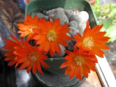 Rebutia heliosa