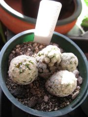 Mammillaria theresae (18 years from seed!)