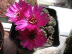 Sulcorebutia rauschii