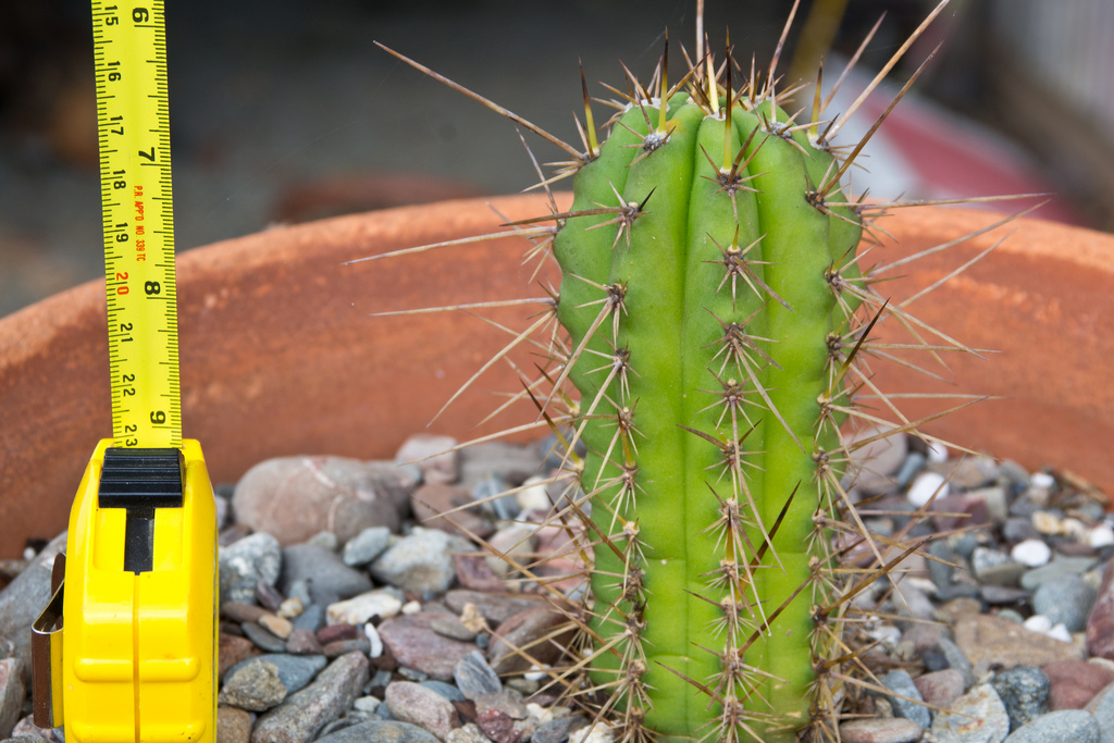 cacti