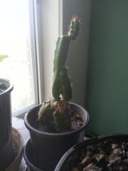 cactus grafted to another cactus.