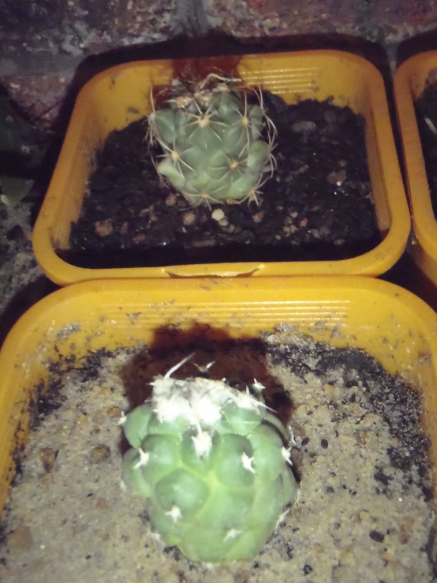 My Cacti Collection