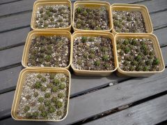 Some of the Trichocereus seedlings sown at the middle of last summer