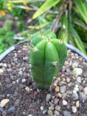 SS02 x bridgesii