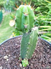 SS02 x bridgesii