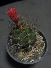 Astrophytum Capricorne flower