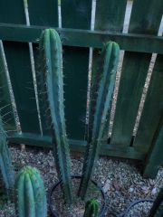 A splendid bridgesii hybrid