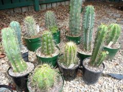 Assorted Trichocereus; mostly the spiky ones