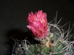 Astrophytum Capricorne flower