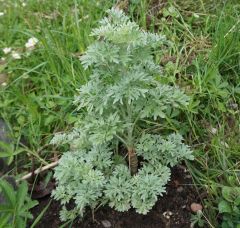 artemisia absinthium