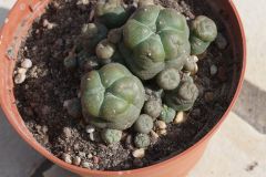 Maybe lophophora 1