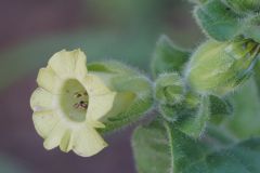 Nicotiana rustica2