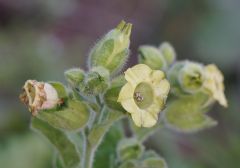 Nicotiana rustica1