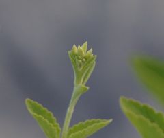 stevia flowering