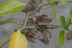 withania somnifera seeds In dried berry