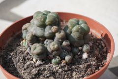 Maybe lophophora 2