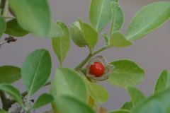 withania somnifera berry