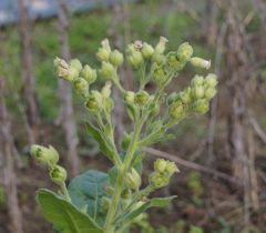 Nicotiana rustica3