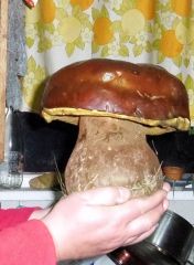 stan's bolete