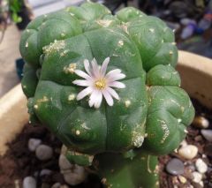 graft flowering