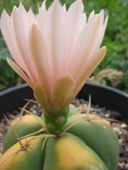 Gymno flower