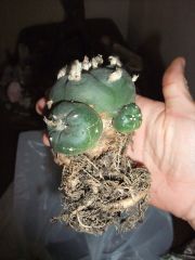 new loph - pretty roots