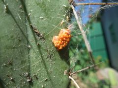 weird bugs on my cactus